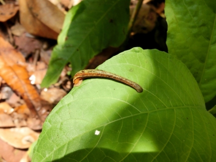akha (14)